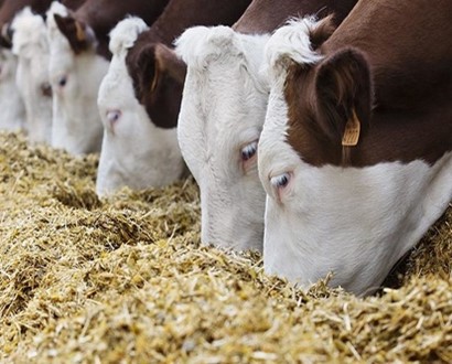 Глицерин в животноводстве